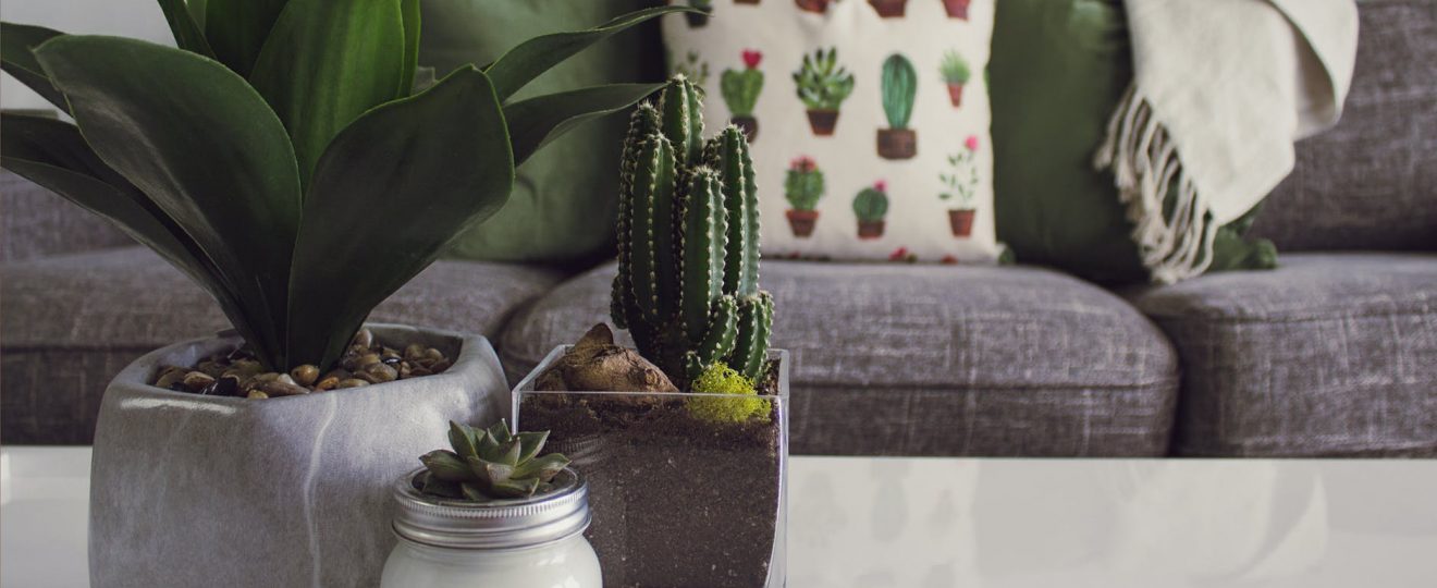 photo of plants on the table