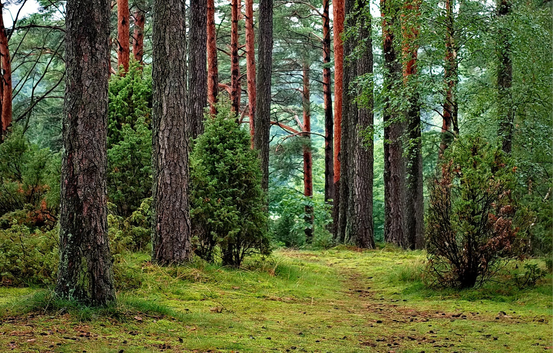 green leafed trees
