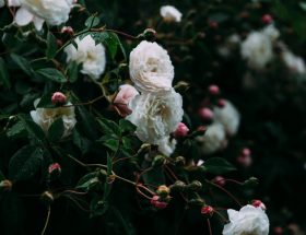 blooming bush of rose in garden