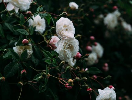 blooming bush of rose in garden