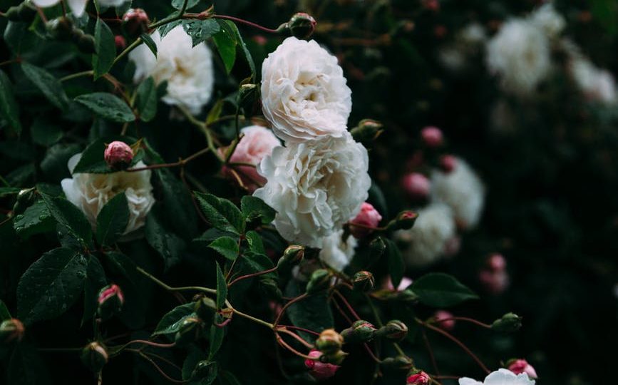 blooming bush of rose in garden