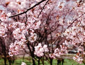 nature sunny flowers garden