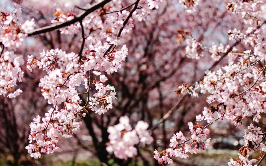 nature sunny flowers garden