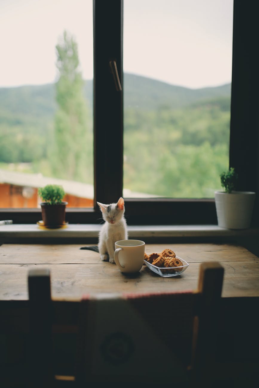 kitten sitting on a wooden table with food
