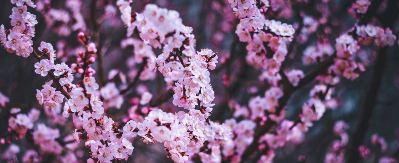 white cherry blossom in close up photography