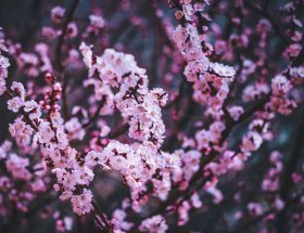 white cherry blossom in close up photography